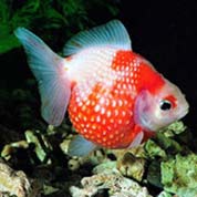 在线DDOS攻击平台