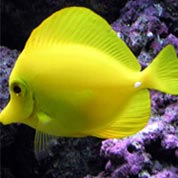 自动攻击网站工具下载