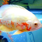 自动攻击网站工具下载