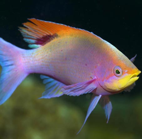 ddos服务器攻击手段